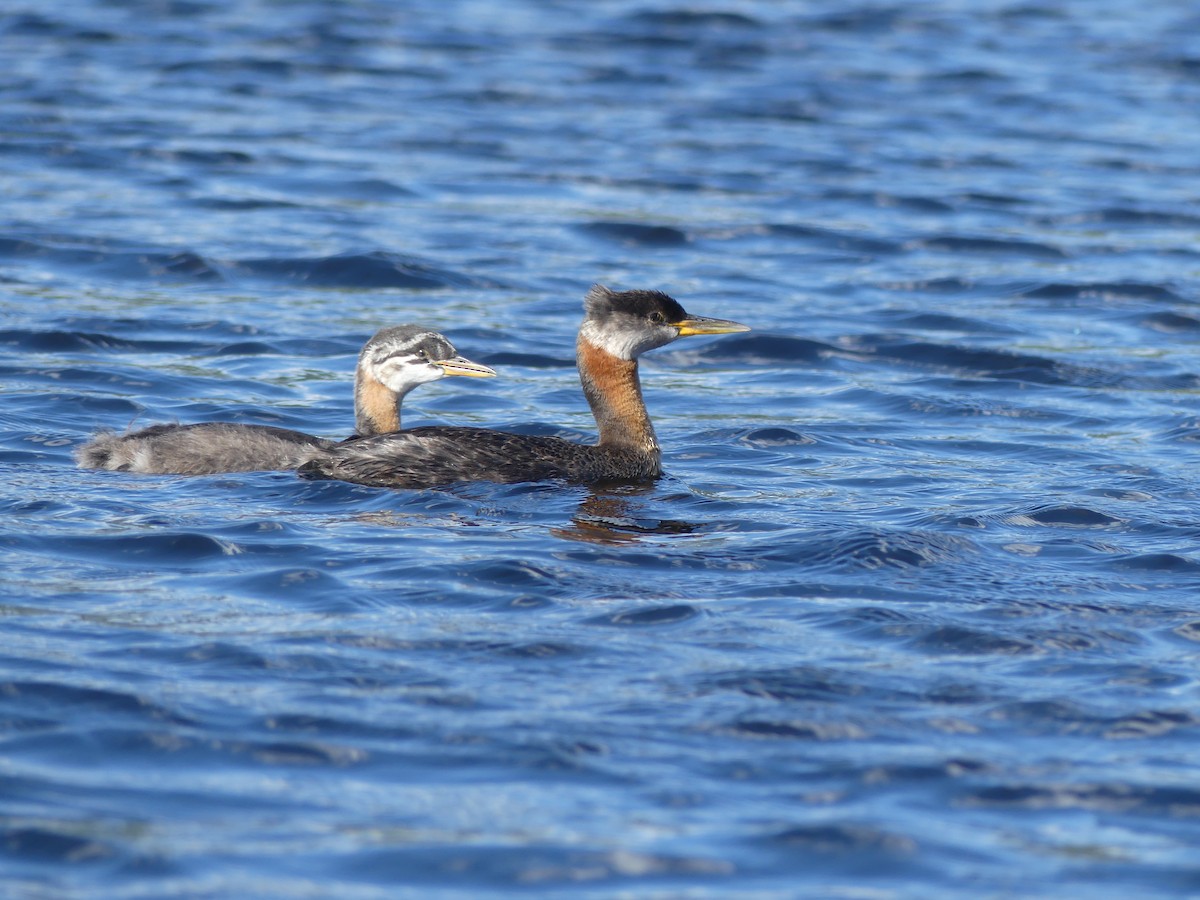 Red-necked Grebe - ML256533761
