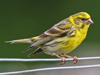  - European Serin