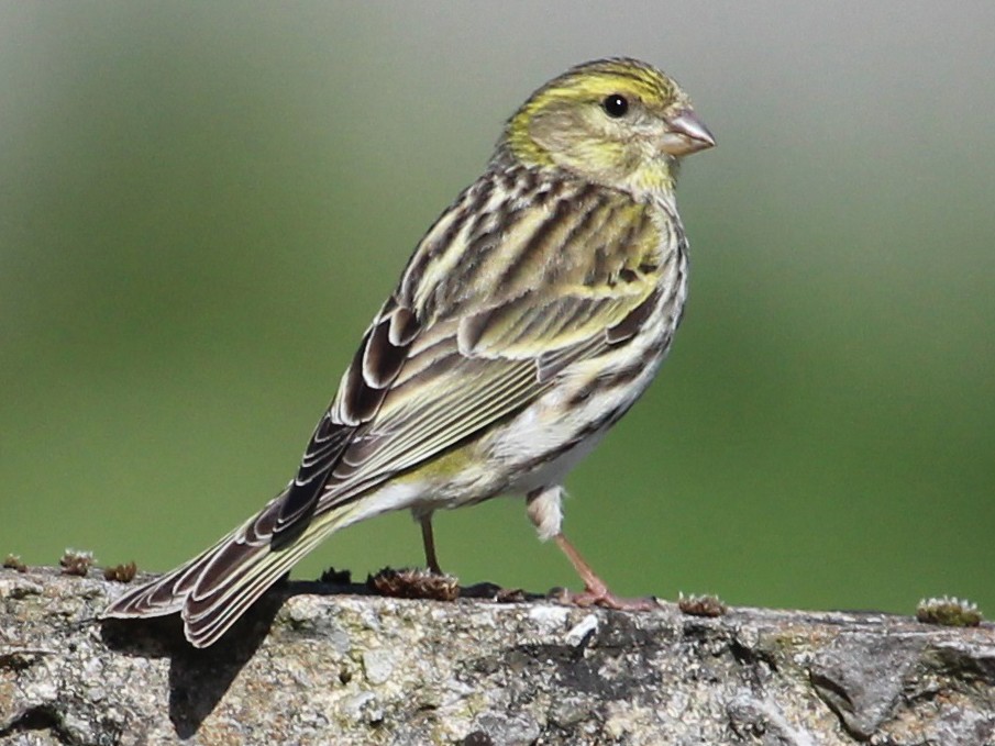 European Serin - Luis Mario Arce