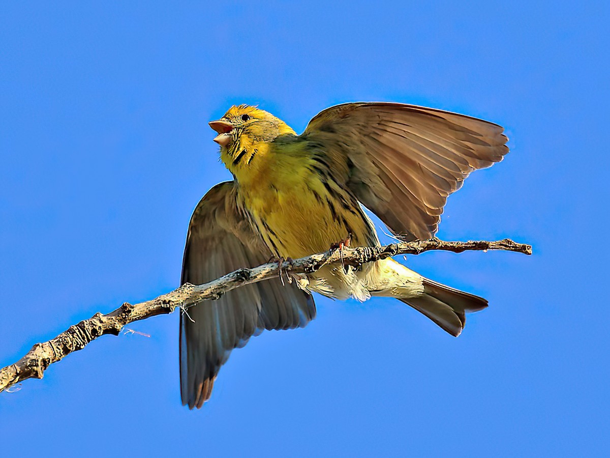 European Serin - Jorge García Mora