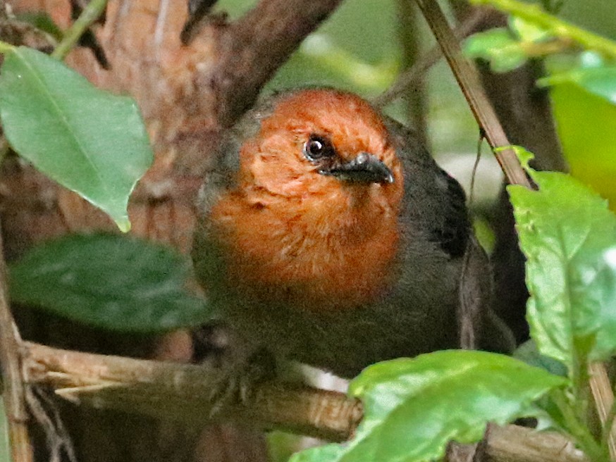 Mrs. Moreau's Warbler - Ebird