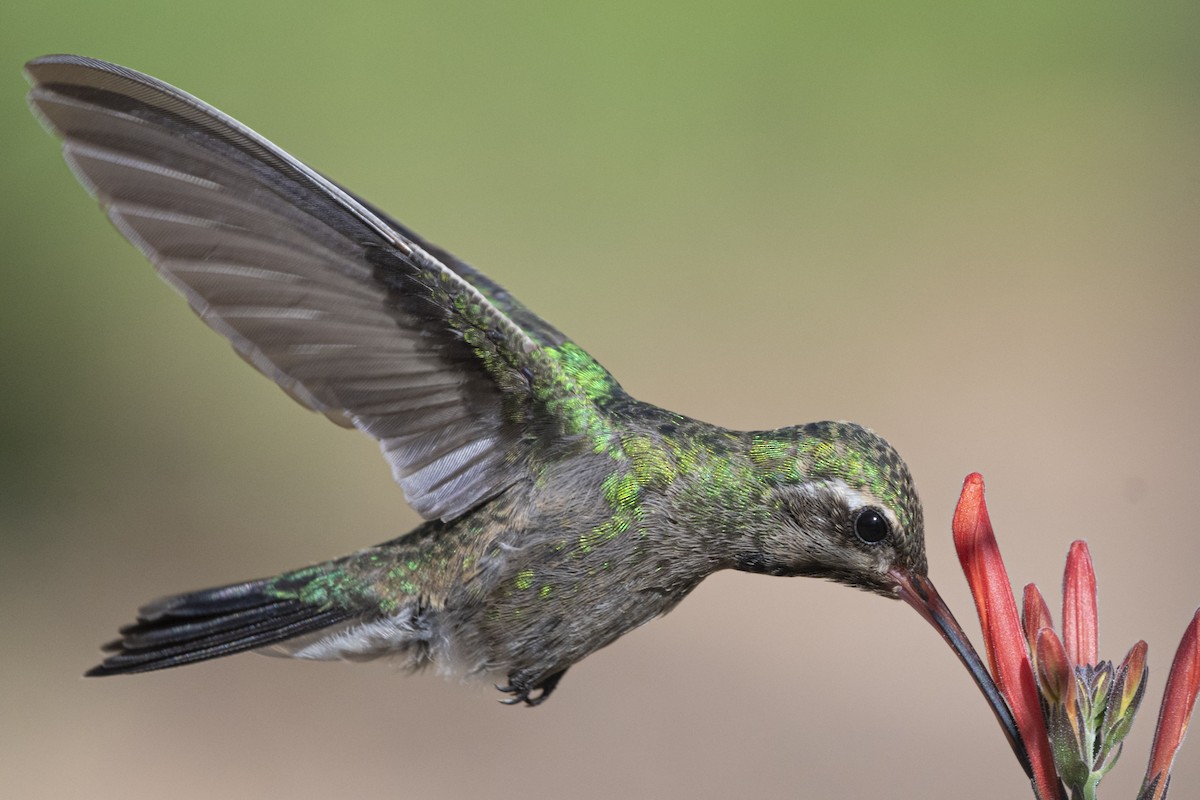 Broad-billed Hummingbird - ML256538041