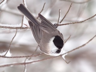  - Marsh Tit