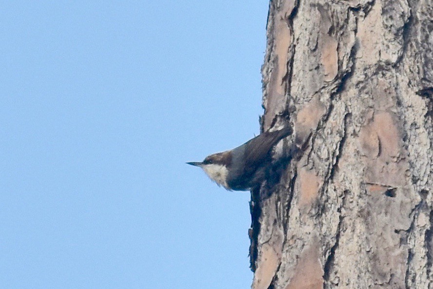 Brown-headed Nuthatch - ML256540401