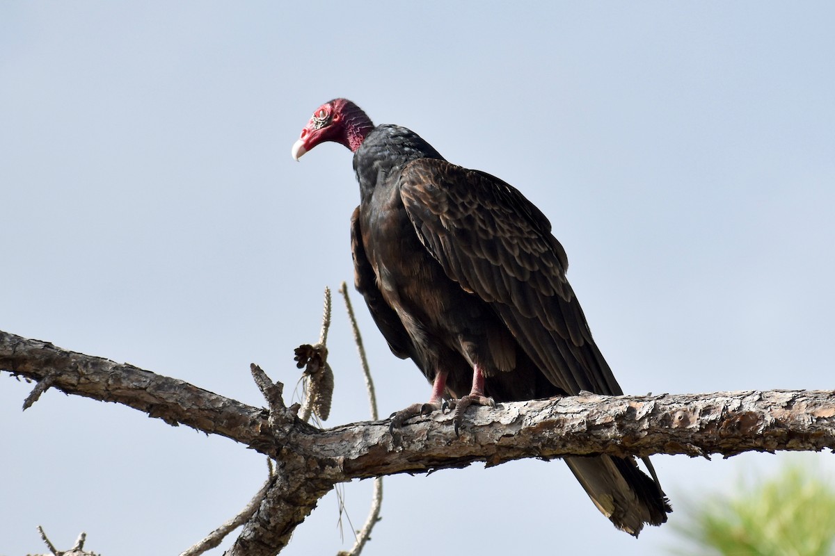 Turkey Vulture - ML256540741