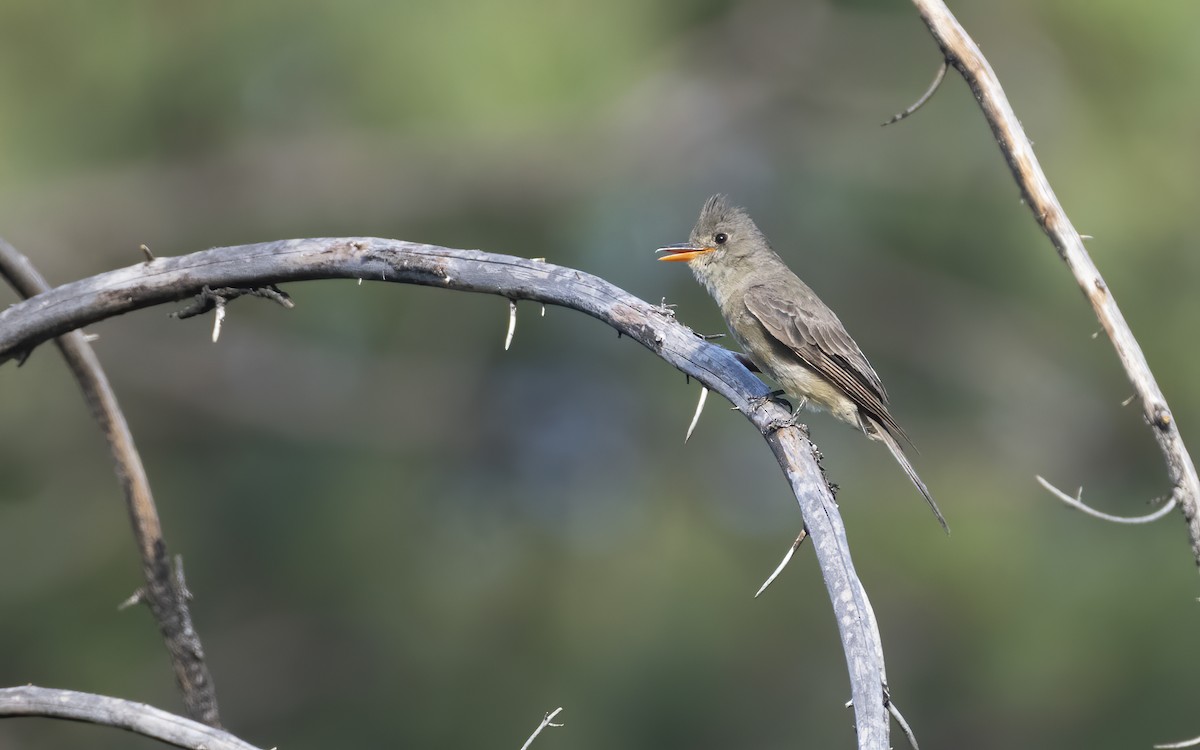Greater Pewee - ML256541591