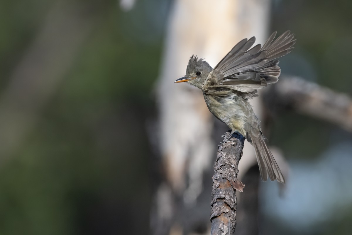 Greater Pewee - ML256541821