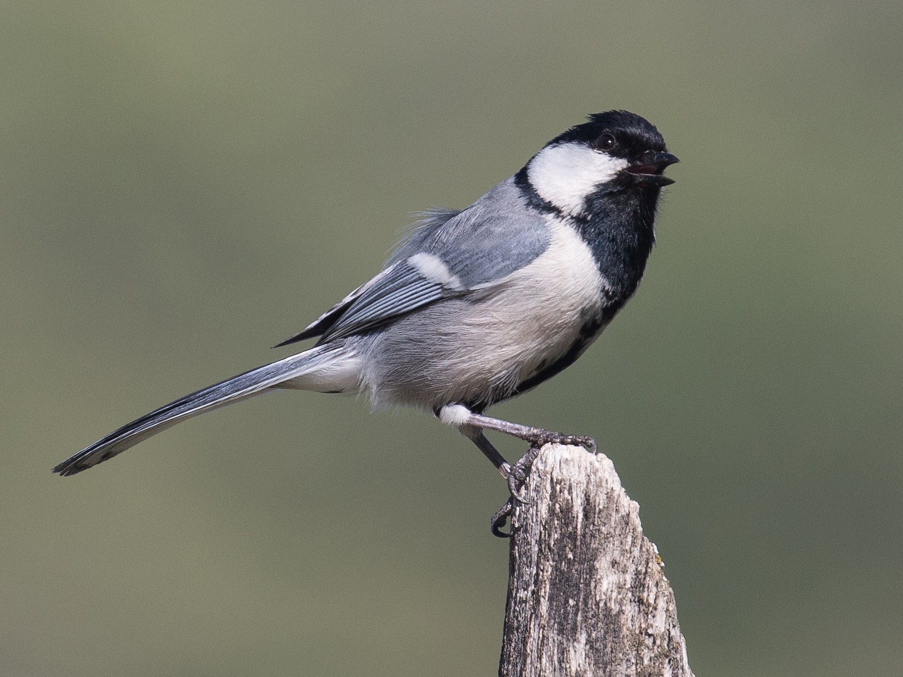 Great Tit Parus Major Passerine Bird Stock Photo 2273359951