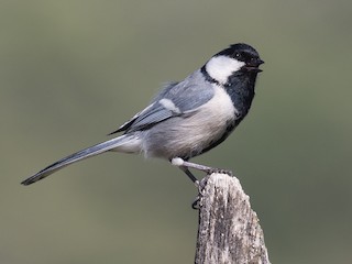 Еркектер студентті сиқырлайды