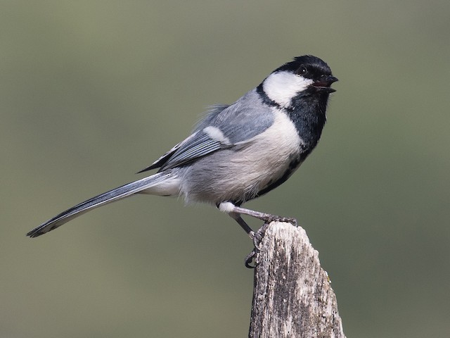 Adult (Turkestan) - Great Tit (Turkestan) - 