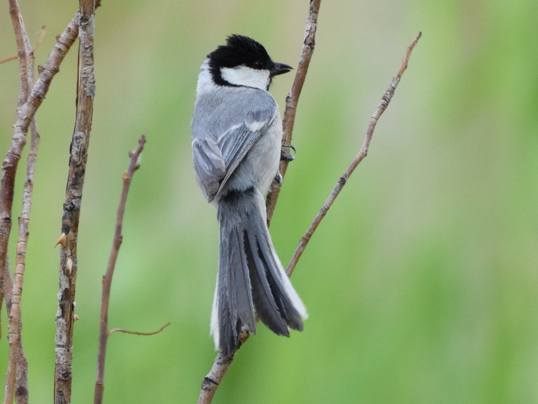 The great tit taking a bath, The Great Tit (Parus major) is…