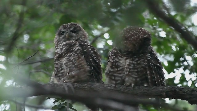Spotted Owl (Mexican) - ML256543801