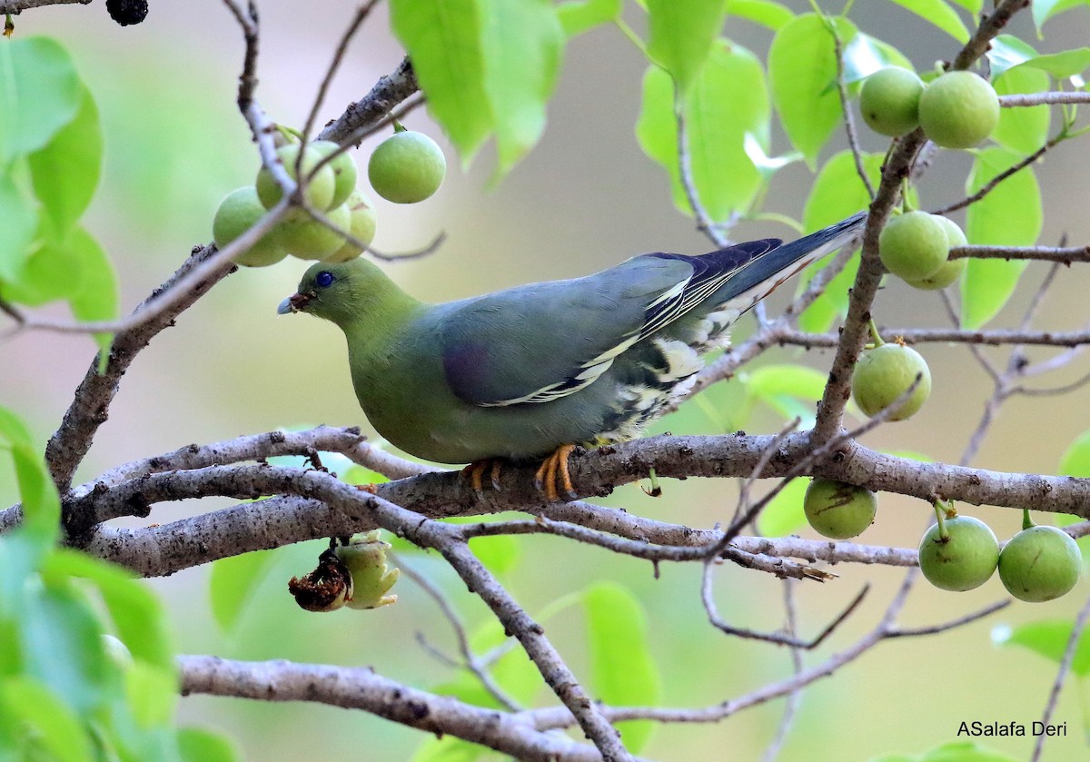 Madagascar Green-Pigeon - ML256544721