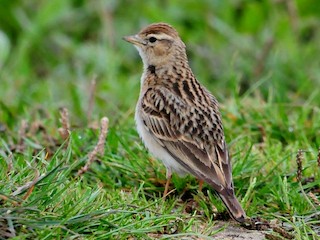 Greater Short-toed Lark - eBird