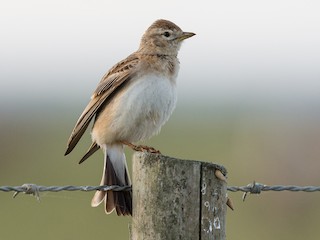 Greater Short-toed Lark - eBird