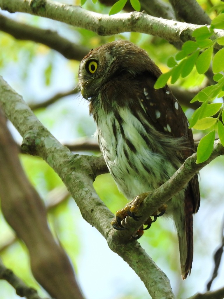 Ferruginous Pygmy-Owl - ML256546941