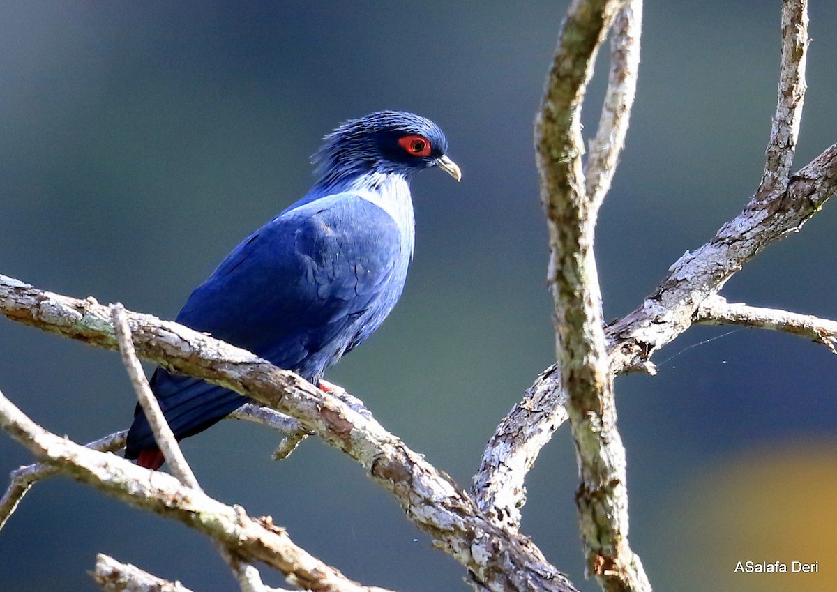 Madagascar Blue-Pigeon - ML256547451