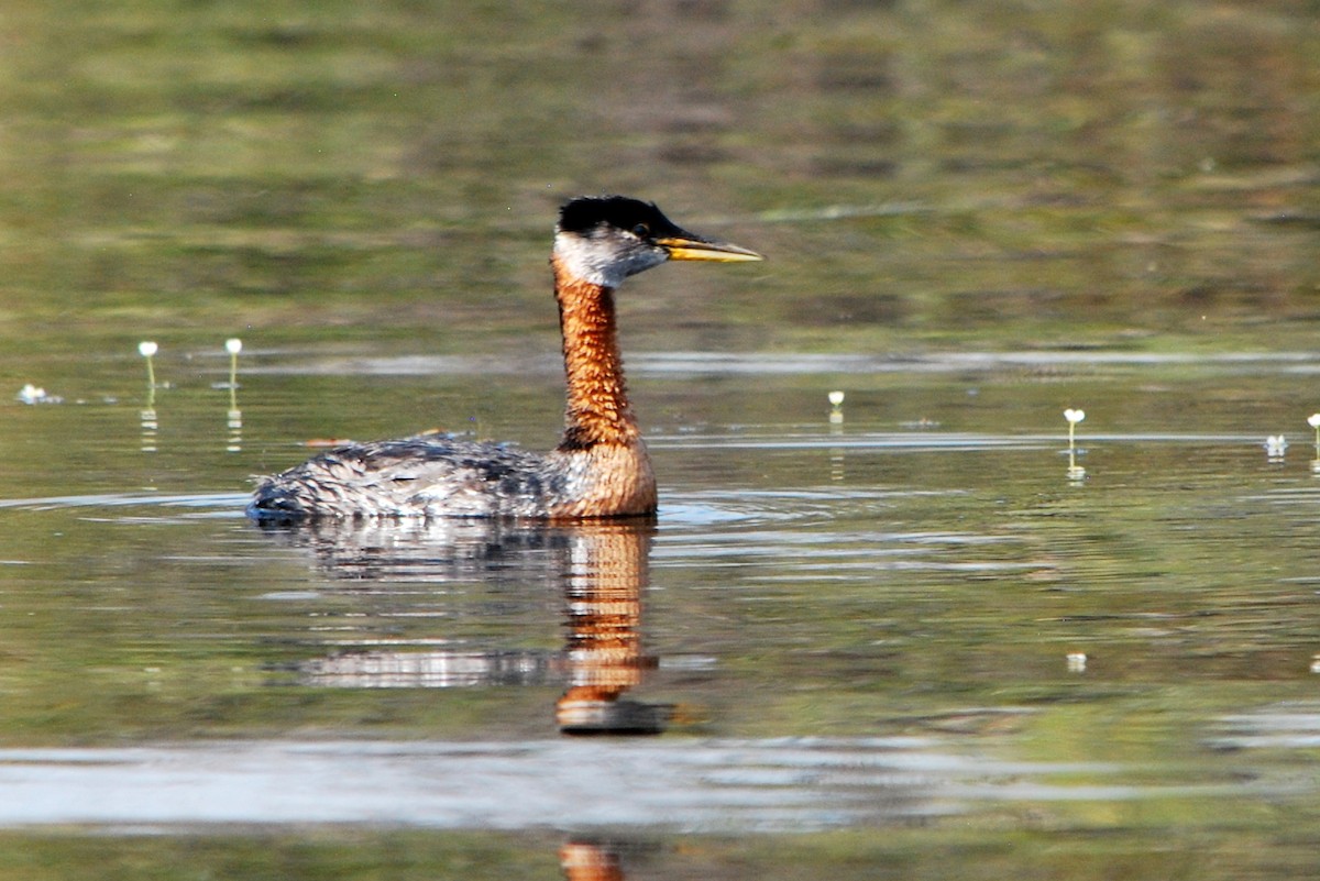 Red-necked Grebe - ML256551401