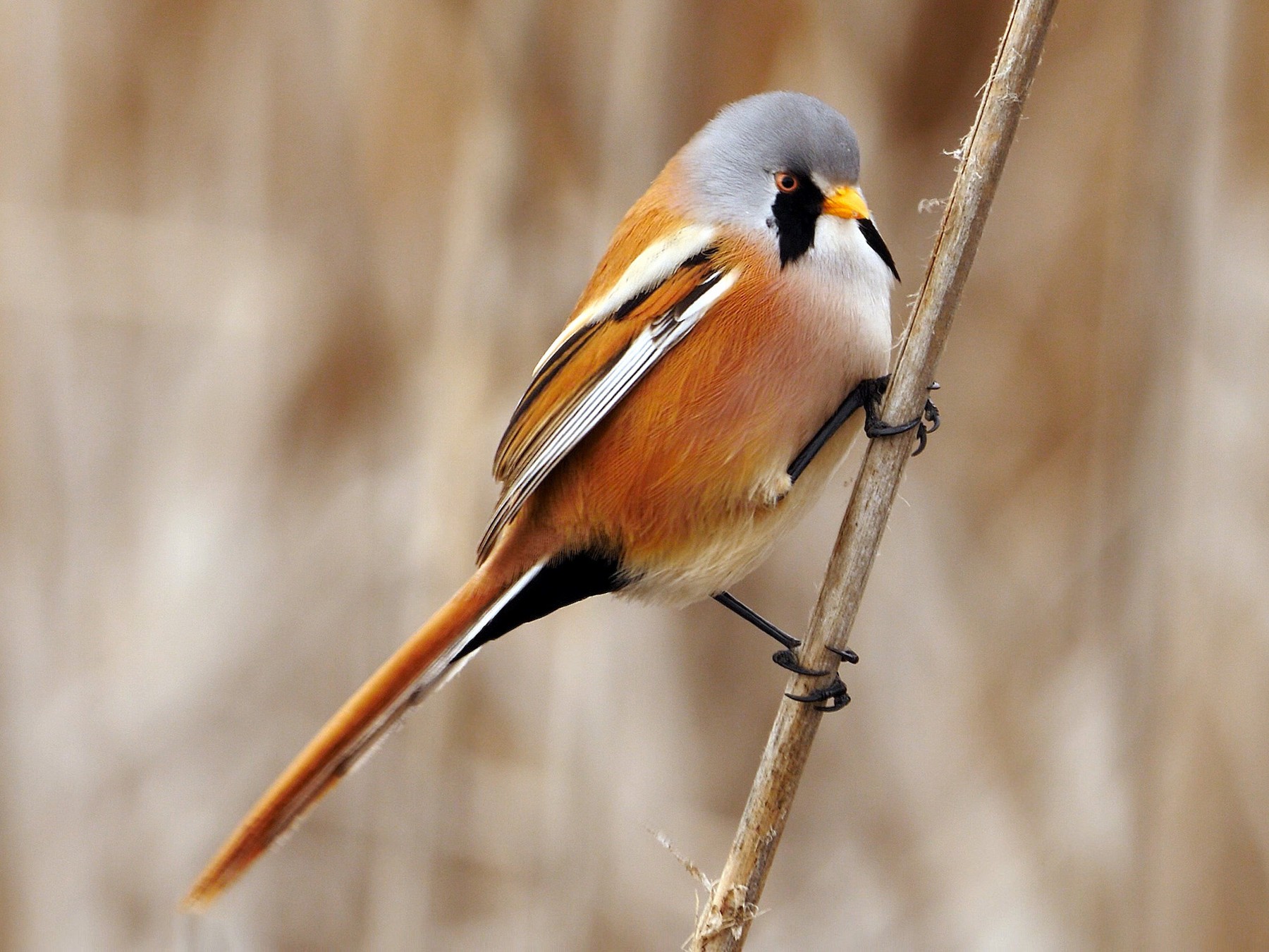 Bearded Reedling - Josep del Hoyo