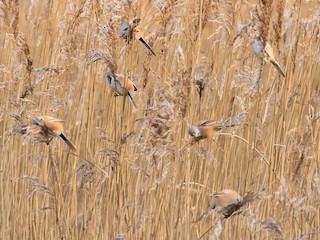 Bearded Reedling - eBird