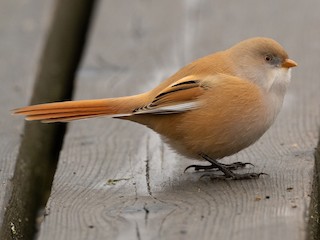 Bearded Reedling Bearded Reedlings: A Brief Encounter — Anthony