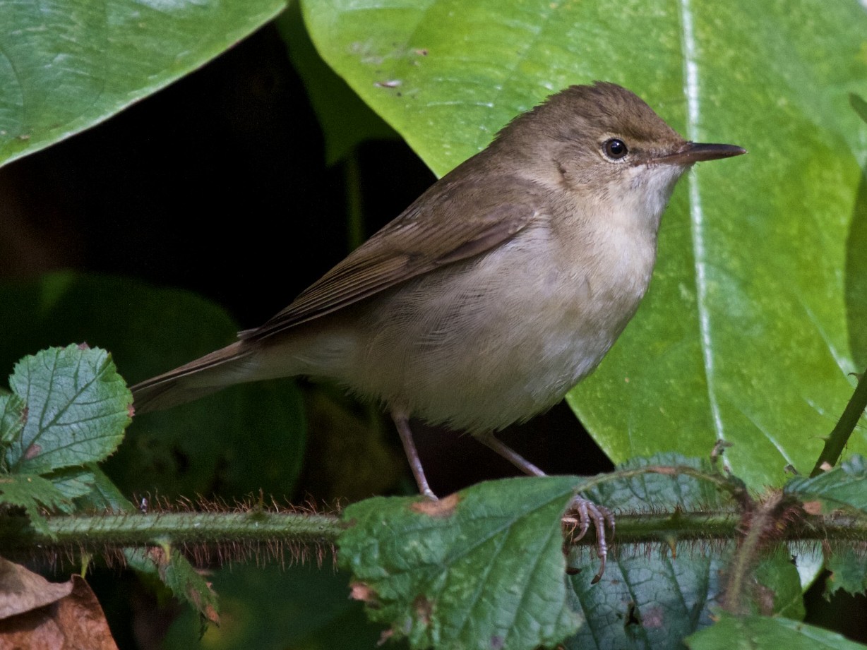 Blyth's Reed Warbler - Vasanthan Panchavarnam