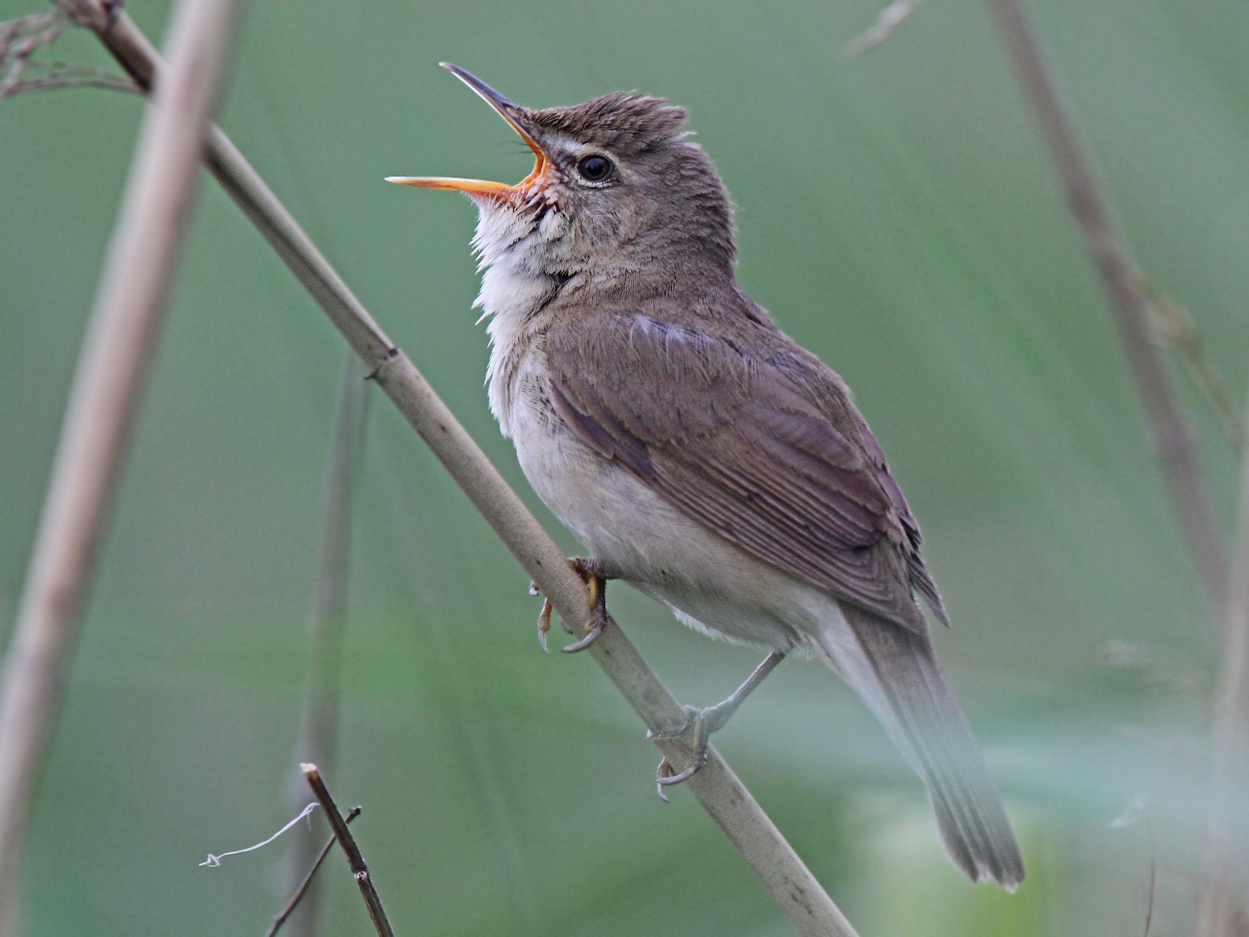 Blyth's Reed Warbler - eBird