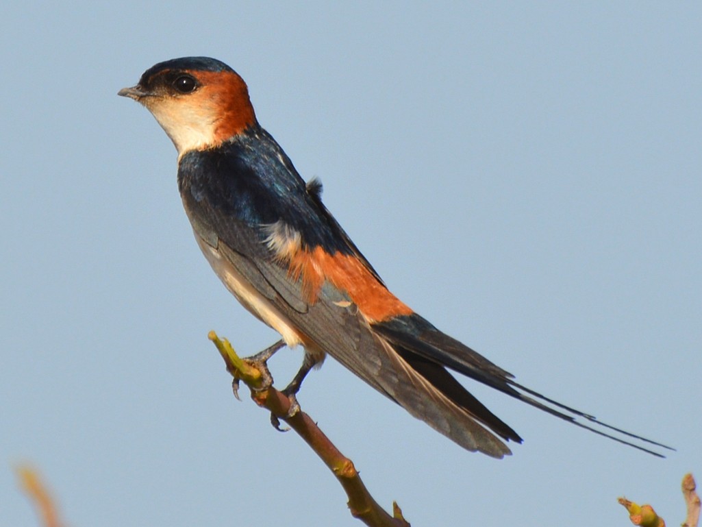 Червенокръста лястовица - eBird