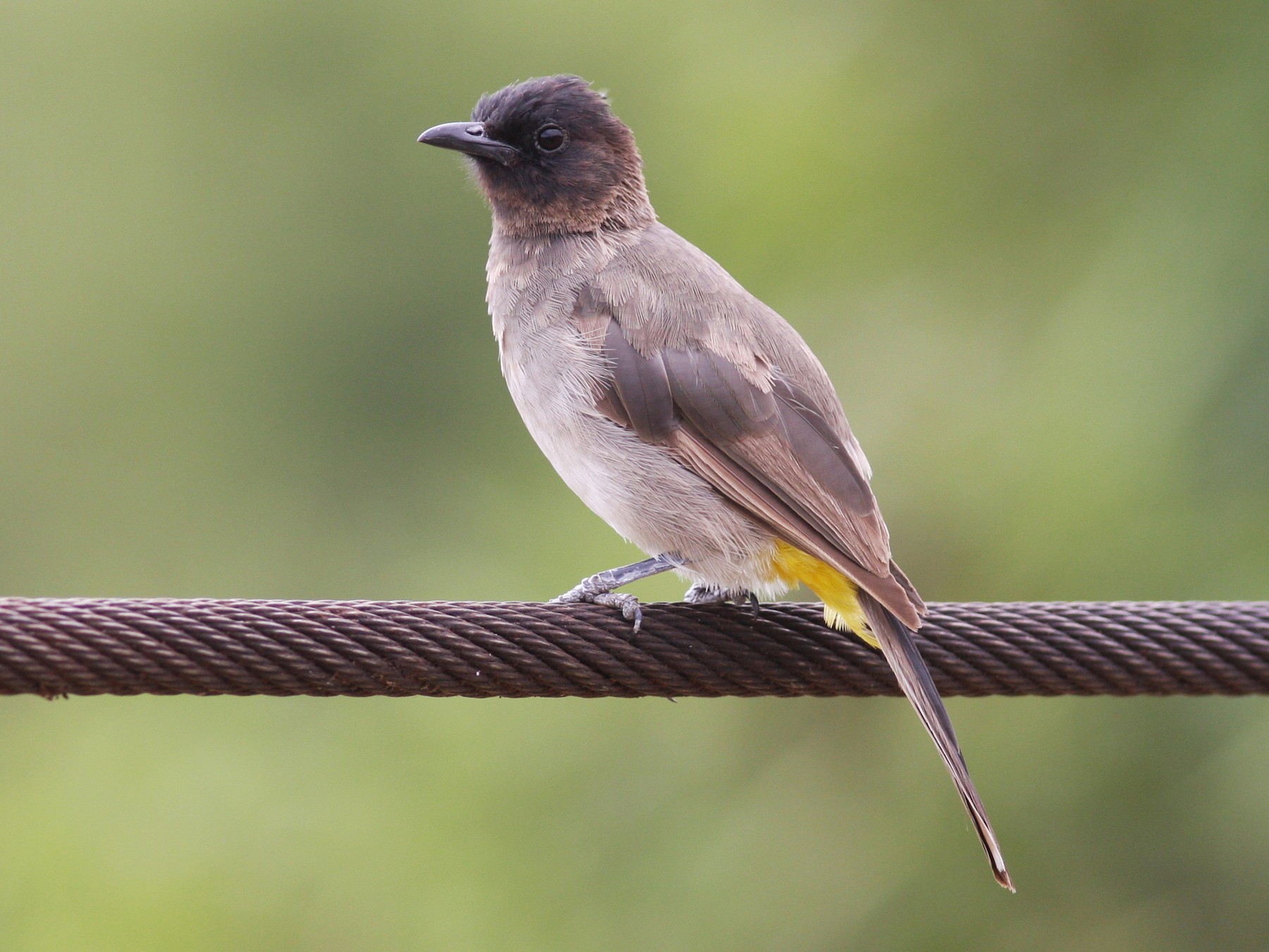 Common Bulbul - Daniel Jauvin