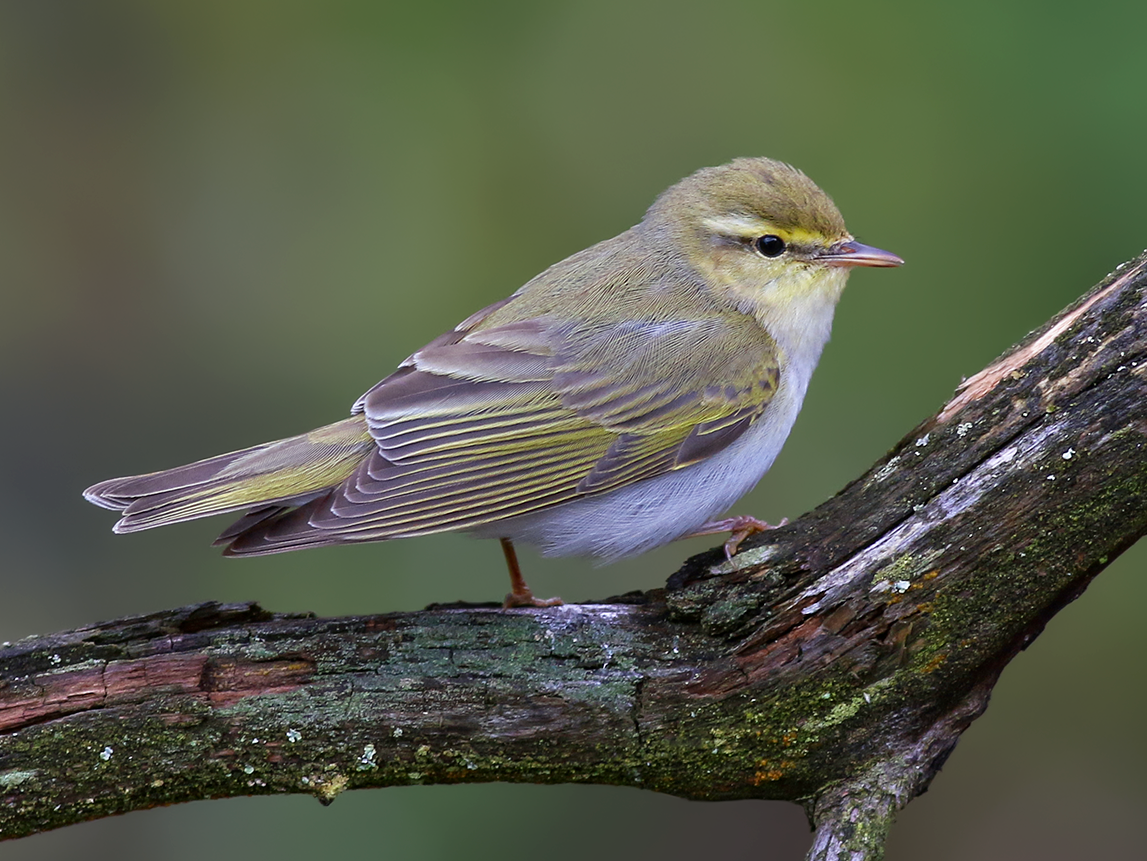 Wood Warbler - Ivan Sjögren