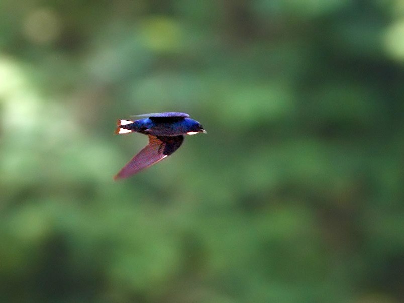 White-throated Blue Swallow - Lasse Olsson