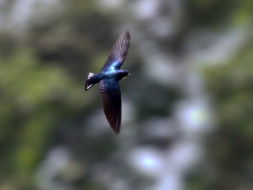 White-throated Blue Swallow - Lars Petersson