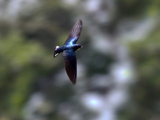 オジロクロツバメ - eBird
