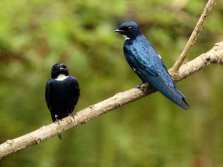 オジロクロツバメ - eBird