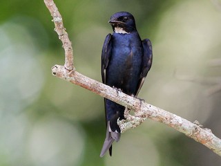 オジロクロツバメ - eBird
