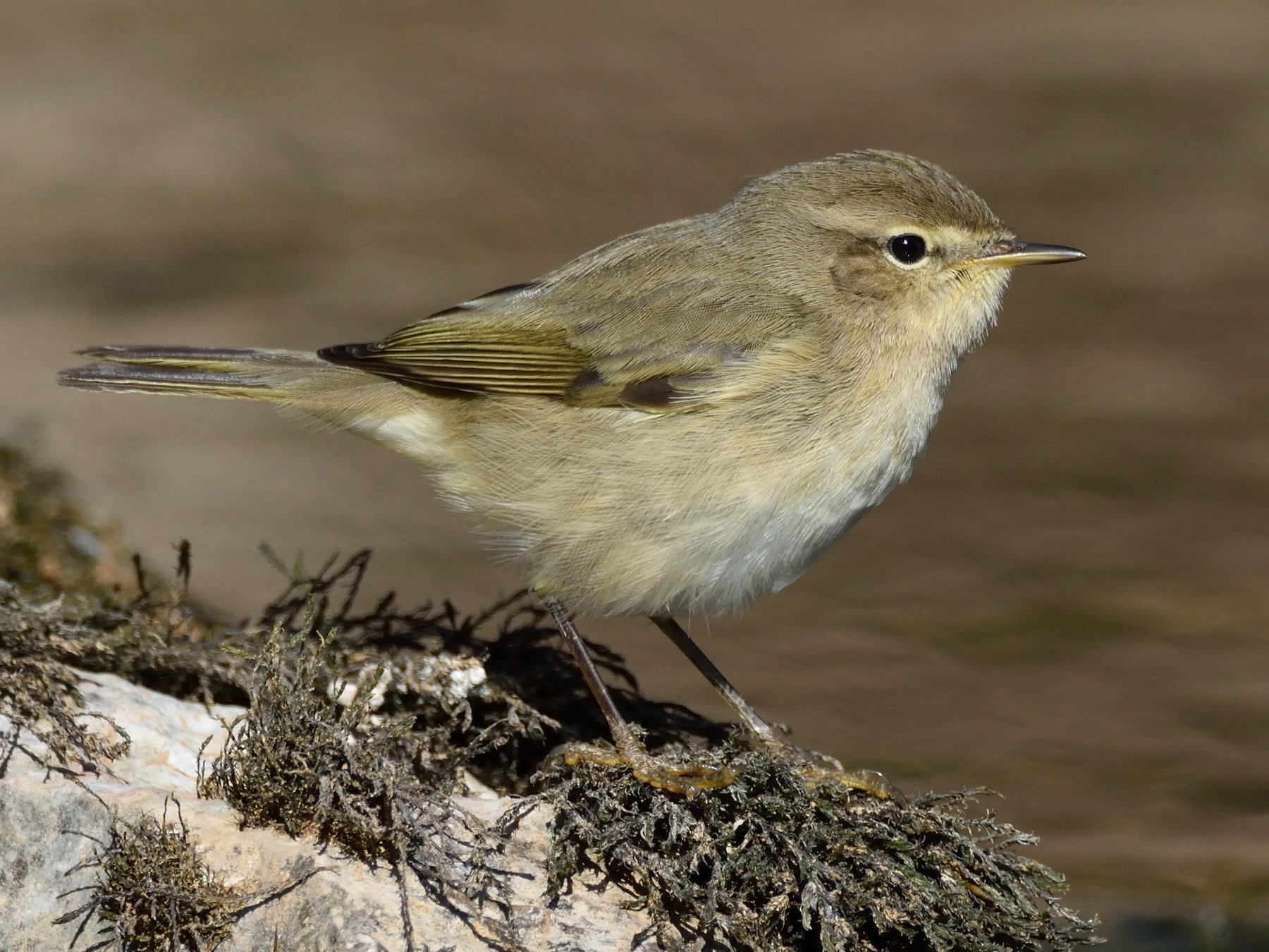 Common Chiffchaff - Santiago Caballero Carrera