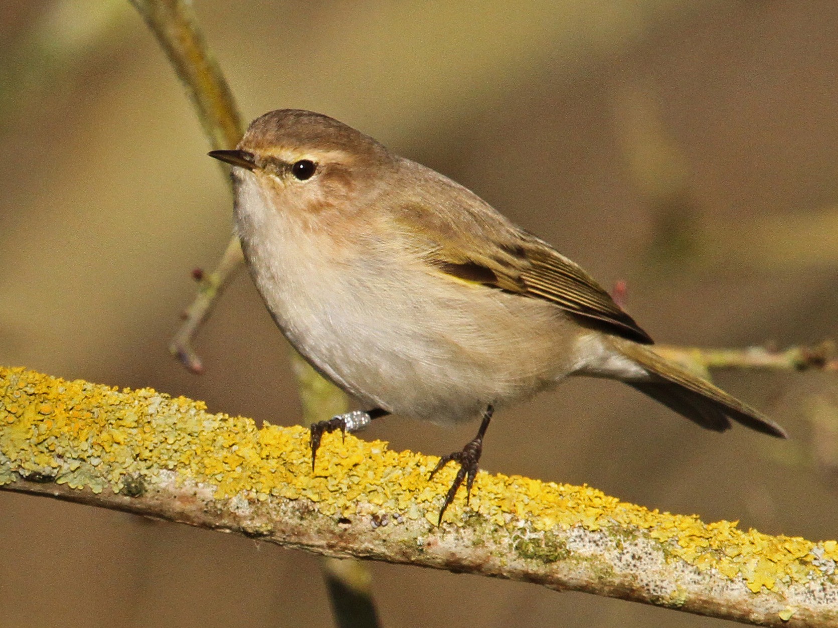 Common Chiffchaff