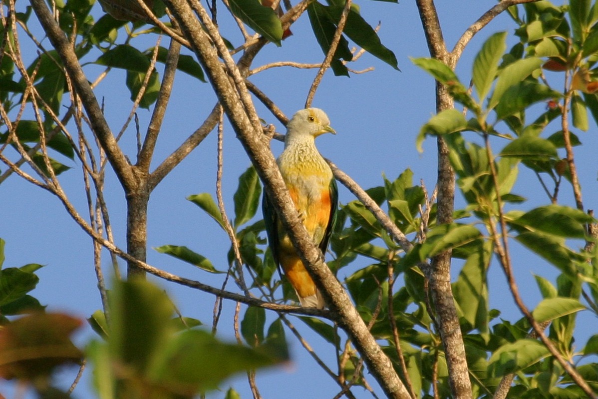 Rose-crowned Fruit-Dove - ML256567931