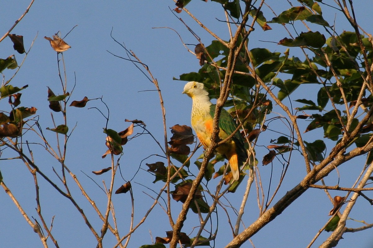 Rose-crowned Fruit-Dove - ML256567951