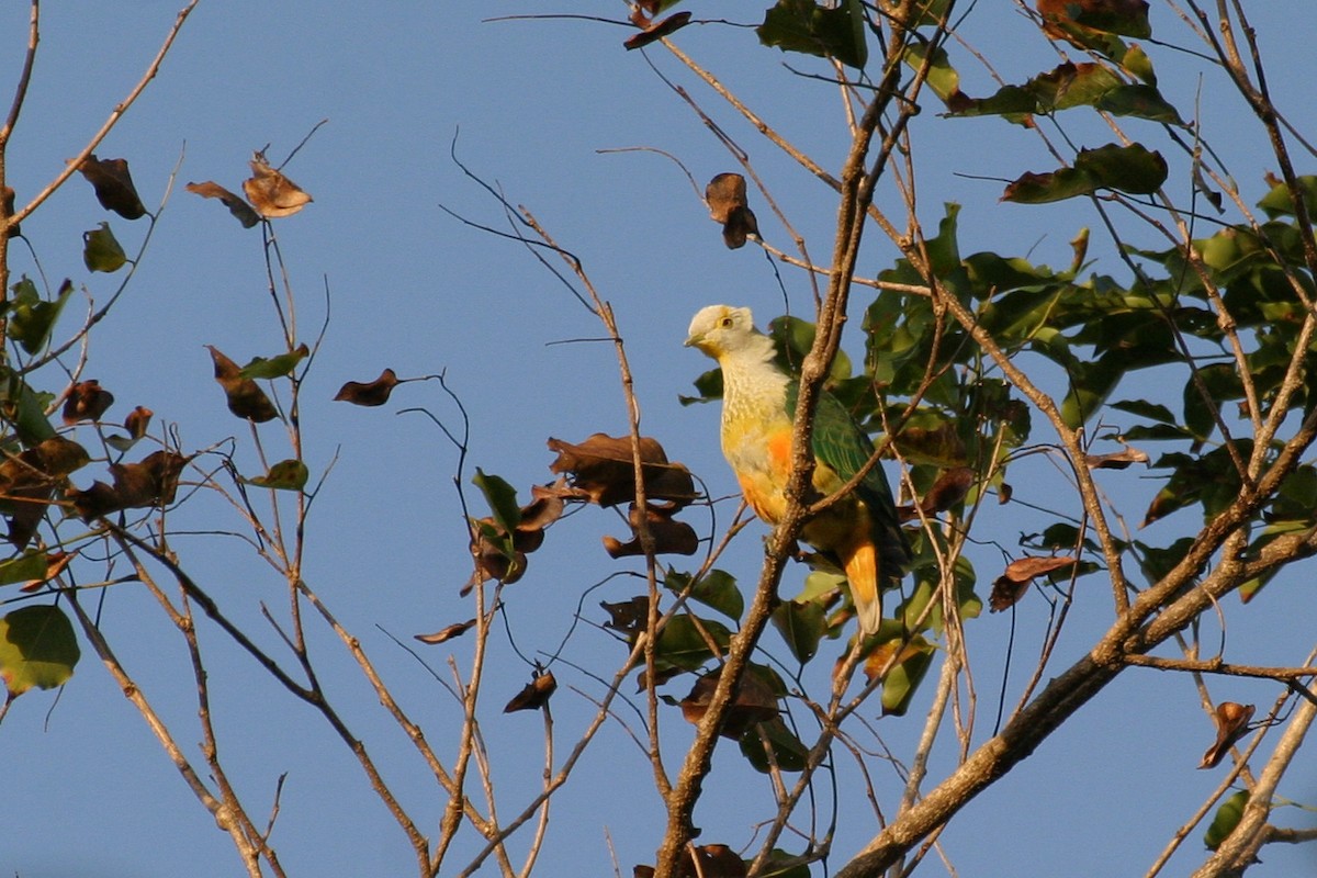 Rose-crowned Fruit-Dove - ML256567961