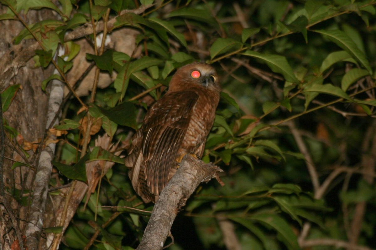 Танимбарская иглоногая сова - ML256568191