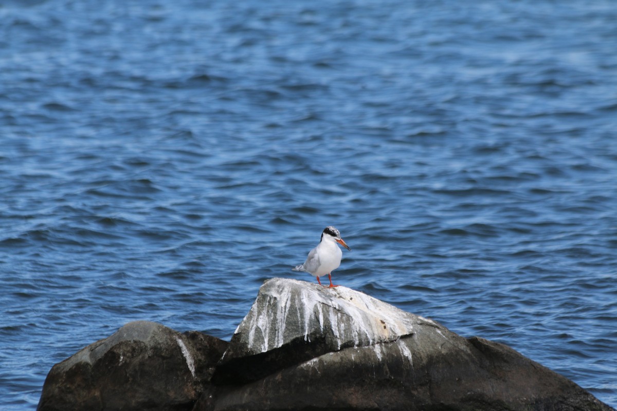 Forster's Tern - Eric Lind