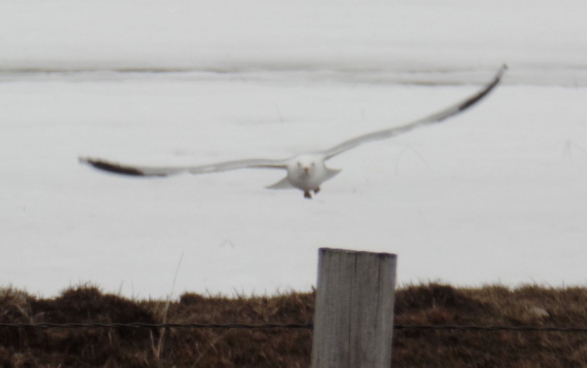 ML25657841 Herring Gull Macaulay Library