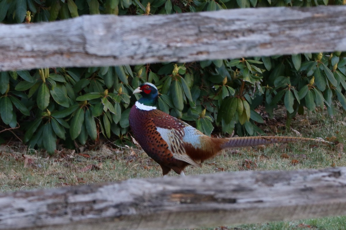 Ring-necked Pheasant - Russ Smiley