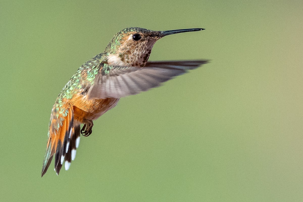 Rufous Hummingbird - James Hoagland
