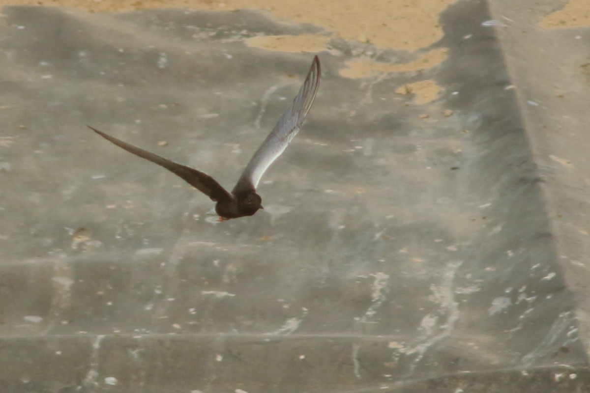 White-winged Tern - ML256589011
