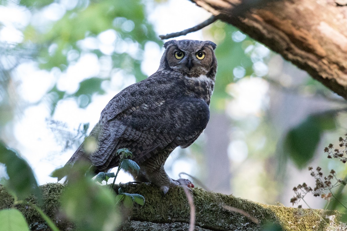 Great Horned Owl - ML256594571