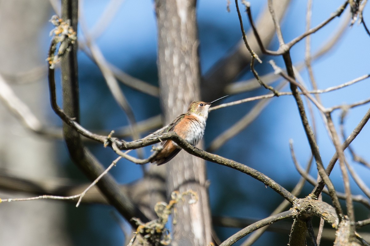 Rufous Hummingbird - ML256594681