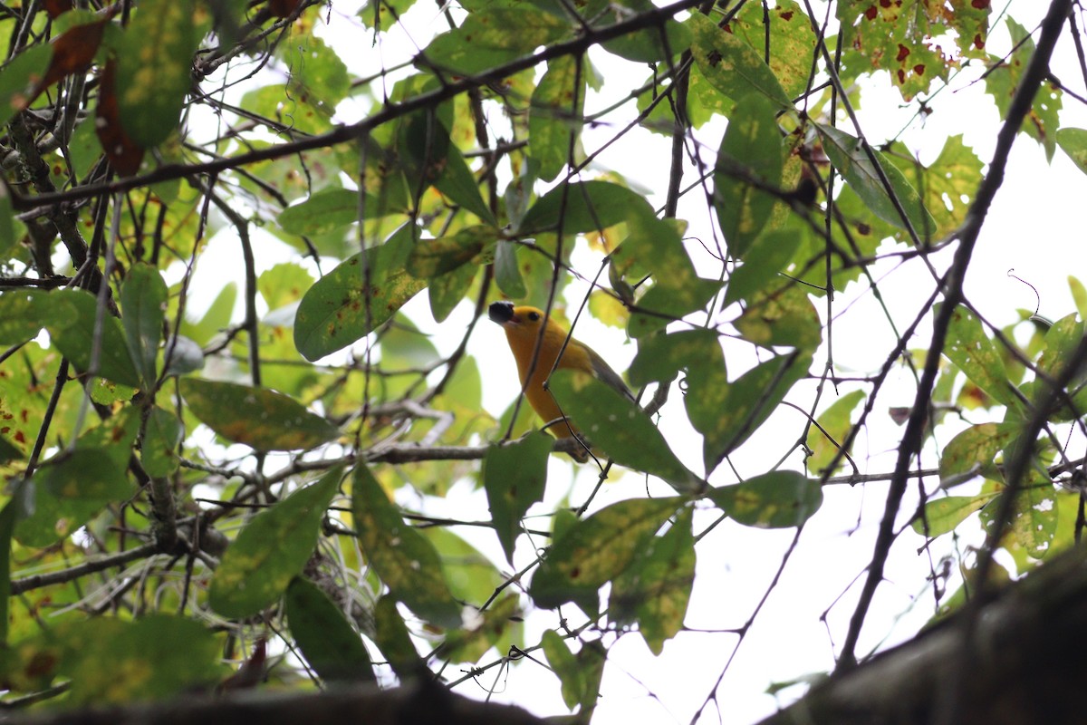 Prothonotary Warbler - Brian O'Connor