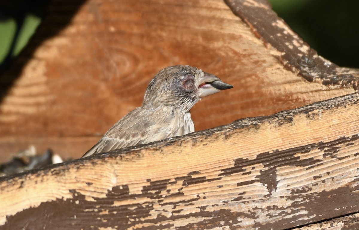 House Finch (Common) - ML256601171